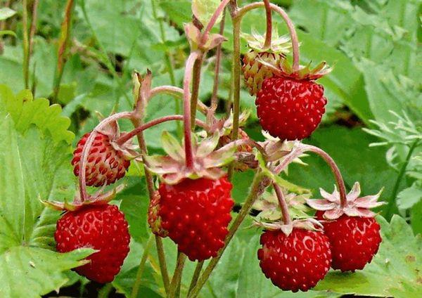 สตรอเบอร์รี่