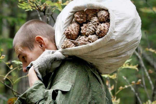 การเก็บเมล็ดสน