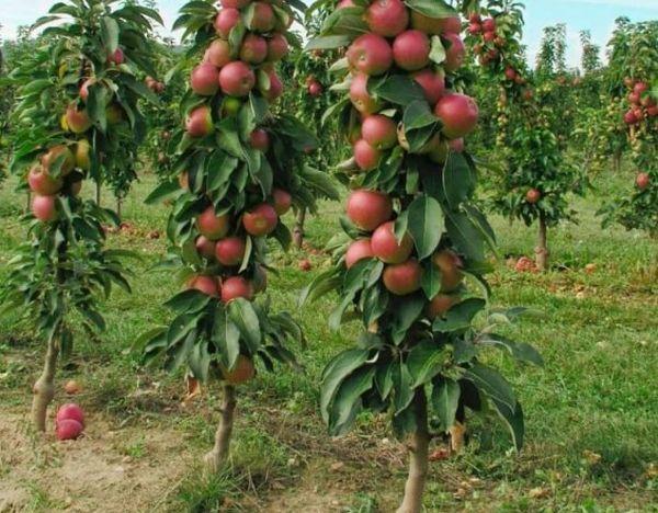 ต้นแอปเปิ้ลทรงเสา