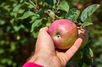 ผลแอปเปิ้ล