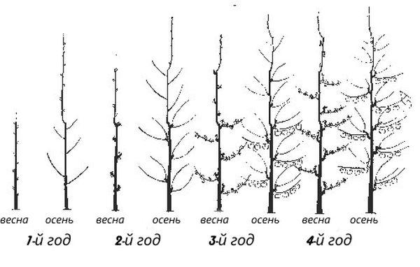 การตัดแต่งกิ่งแอปริคอต