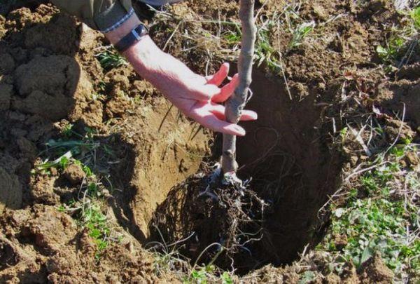 การปลูกแอปริคอต