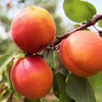 แอปริคอตออกผล