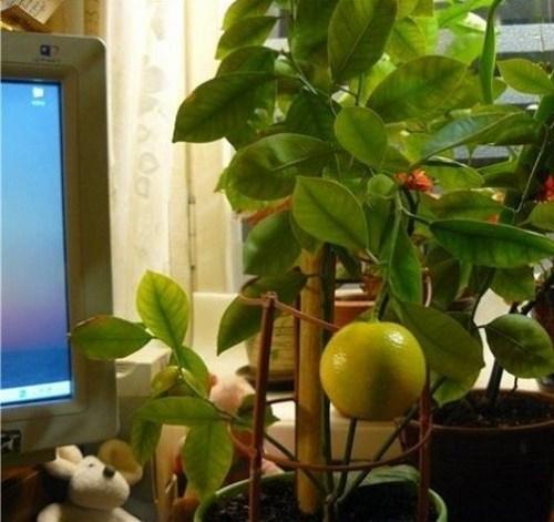 การปลูกผลไม้รสเปรี้ยว