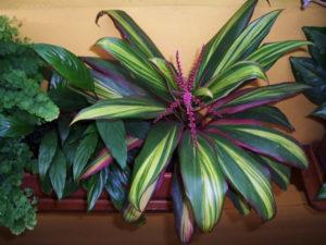 คำอธิบายของกีวี Cordyline fruticosa การขยายพันธุ์และการดูแลที่บ้าน