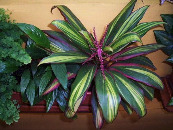 กีวีคอร์ดิลีน