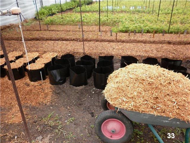 paillage avec de la sciure