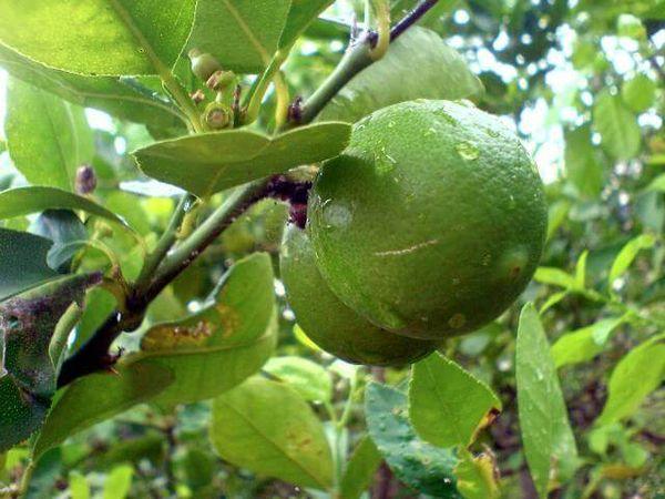 โหมดการรดน้ำ