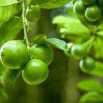 การติดผลมะนาว