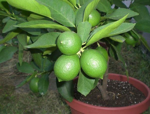 หม้อมะนาว