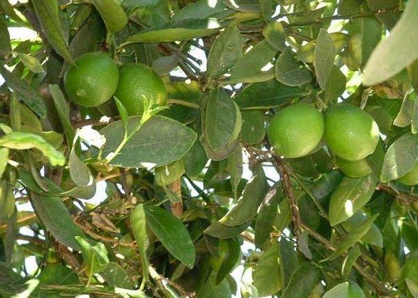 ซานตาบาร์บาร่า