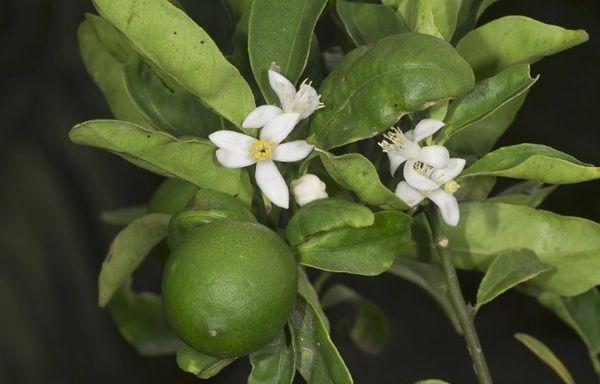 ต้นมะนาว