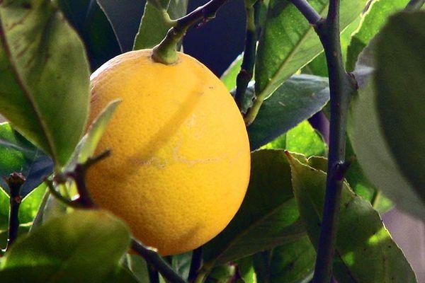 มะนาวที่บ้าน