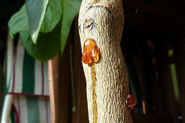 โรคเหงือกอักเสบ (เหงือกไหล)