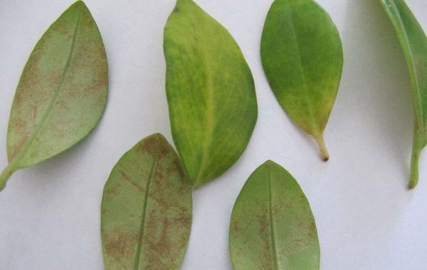 สนิมบนมะนาว