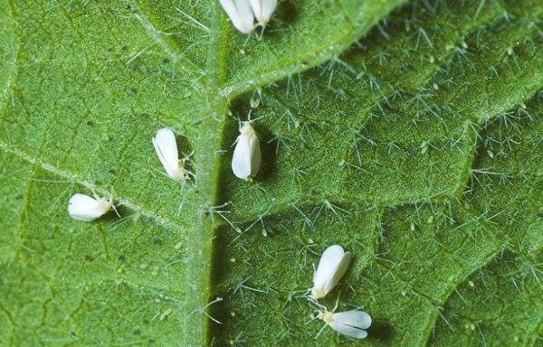 แมลงหวี่ขาวบนใบไม้