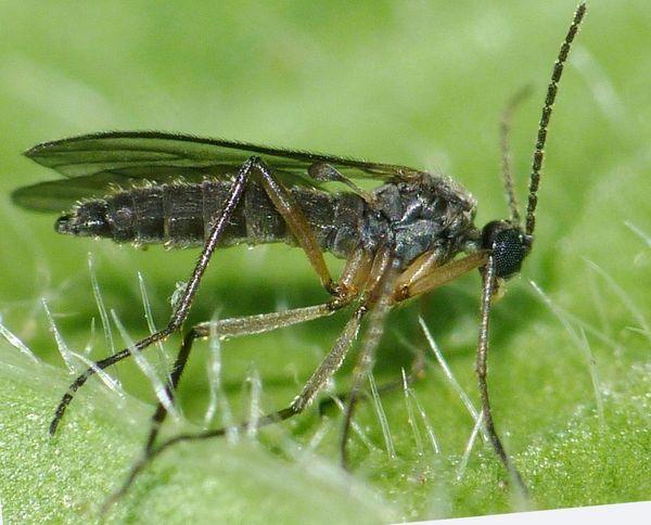 แมลงหวี่ (แมลงหวี่)