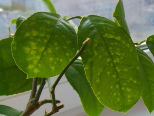 โมเสกใบไม้