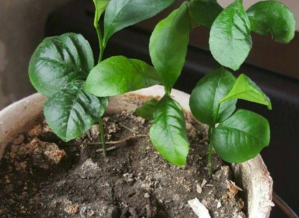 การย้ายมะนาว