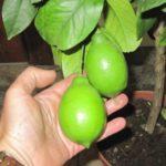 มะนาวเขียว