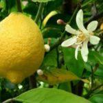 มะนาวและดอกไม้