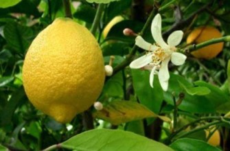 มะนาวและดอกไม้