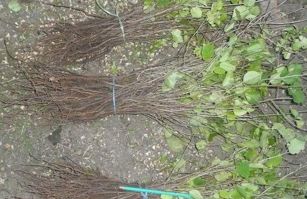 ต้นกล้าเชอร์รี่