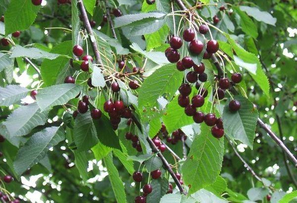 คำอธิบายพันธุ์เชอร์รี่ Magaleb และคำแนะนำการปลูกจากเมล็ด