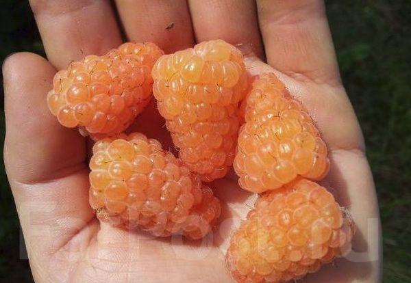 ราสเบอร์รี่สีเหลือง