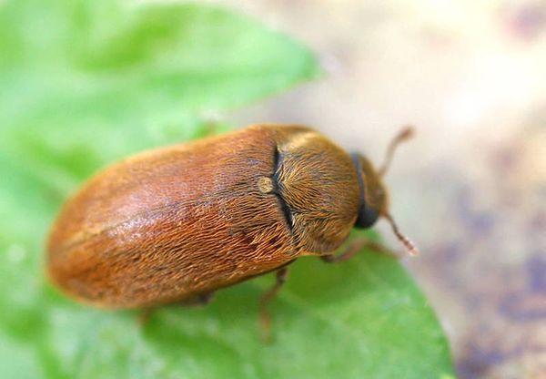 ด้วงราสเบอร์รี่