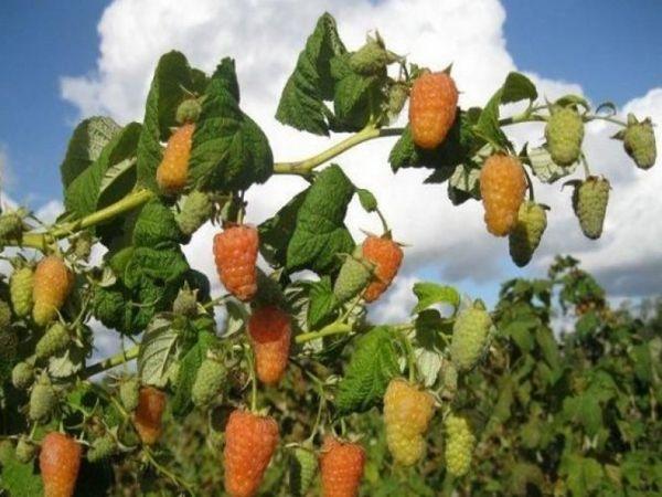 ราสเบอร์รี่สุก