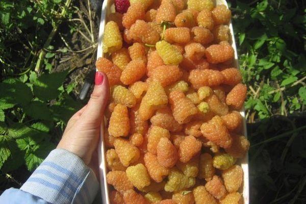 การเก็บราสเบอร์รี่