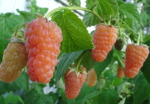 ราสเบอร์รี่สุก