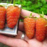 ราสเบอร์รี่ที่ออกผลตลอดปี