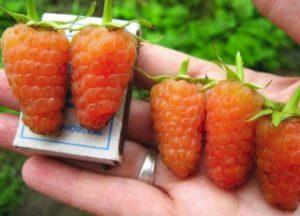 คำอธิบายพันธุ์ราสเบอร์รี่ที่ปลูกซ้ำ Orange Miracle การปลูกและการดูแล