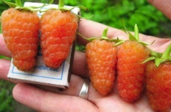 ราสเบอร์รี่ที่ออกผลตลอดปี