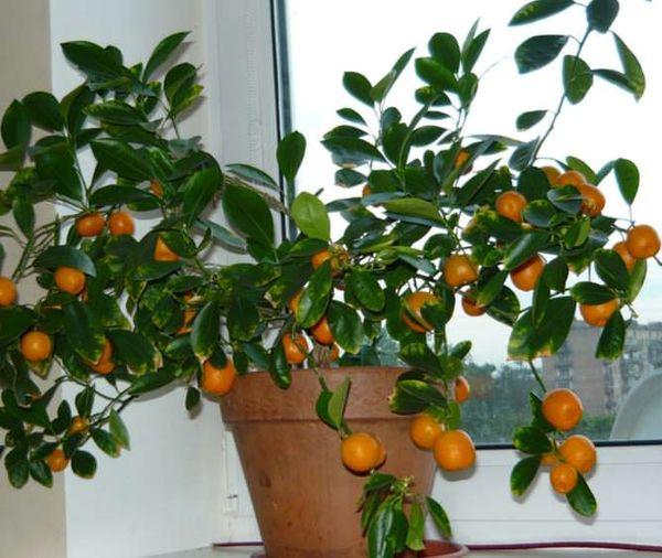 mandarine sur le rebord de la fenêtre