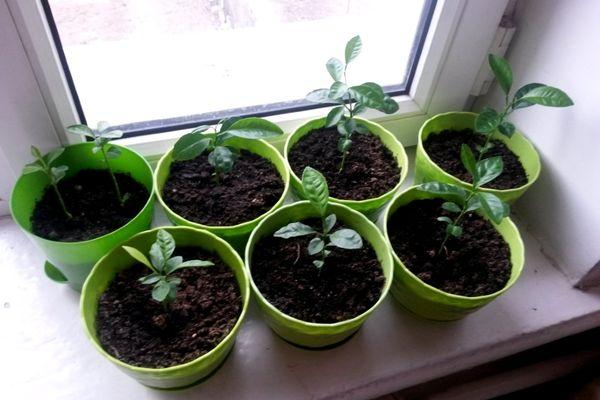 pousses de mandarine