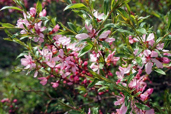 ดอกอัลมอนด์บาน