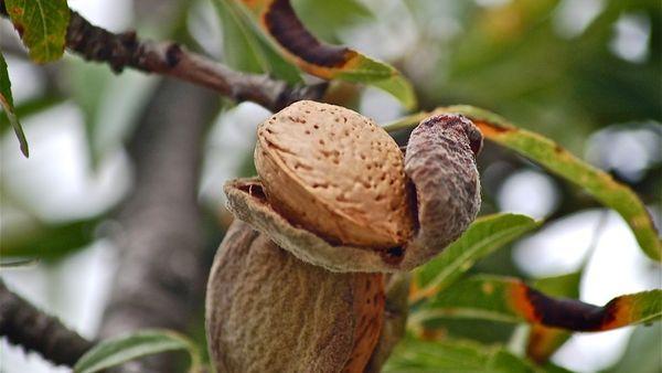 การเก็บถั่ว