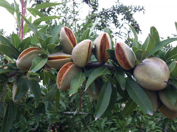 อัลมอนด์บนแปลง