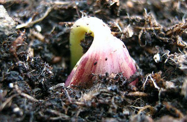 งอกจากเมล็ด