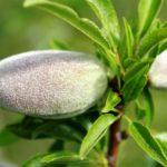 ต้นอัลมอนด์