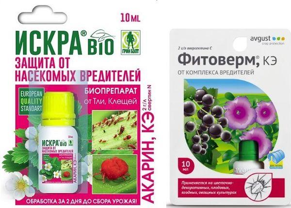 ฟิโตเวอร์มและอาการิน