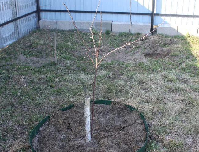 พลัมทนฤดูหนาว