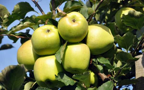 แอปเปิ้ลในสวน