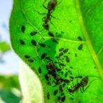 เพลี้ยอ่อนบนใบ