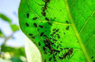 เพลี้ยอ่อนบนใบ