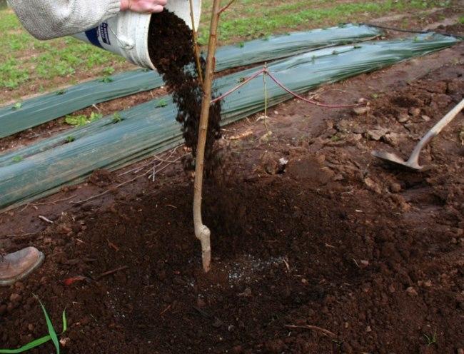 การใส่ปุ๋ยต้นแอปเปิ้ล