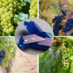 คอปเปอร์ซัลเฟต